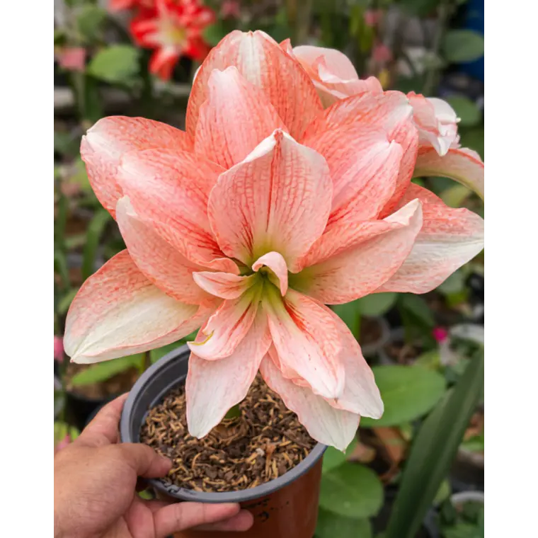 Bulbo Amaryllis Pink Glory 26/28 1