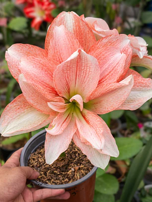 Bulbo Amaryllis Pink Glory 26/28