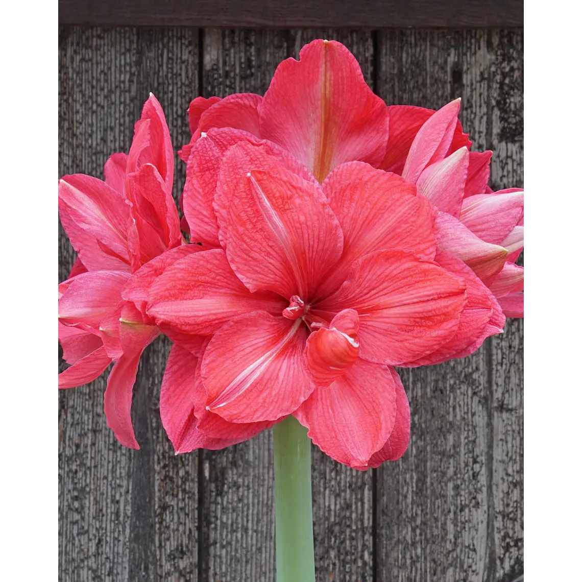 Bulbo Amaryllis Pink Symphony 24/26 1