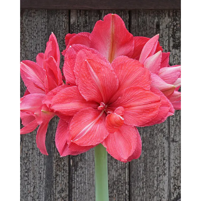 Bulbo Amaryllis Pink Symphony 24/26 1
