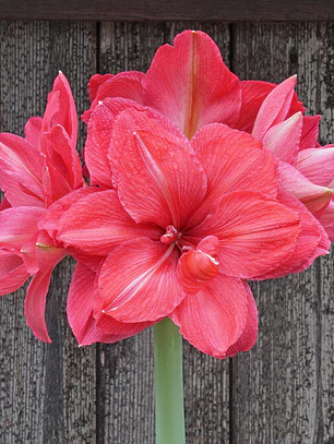 Bulbo Amaryllis Pink Symphony 24/26