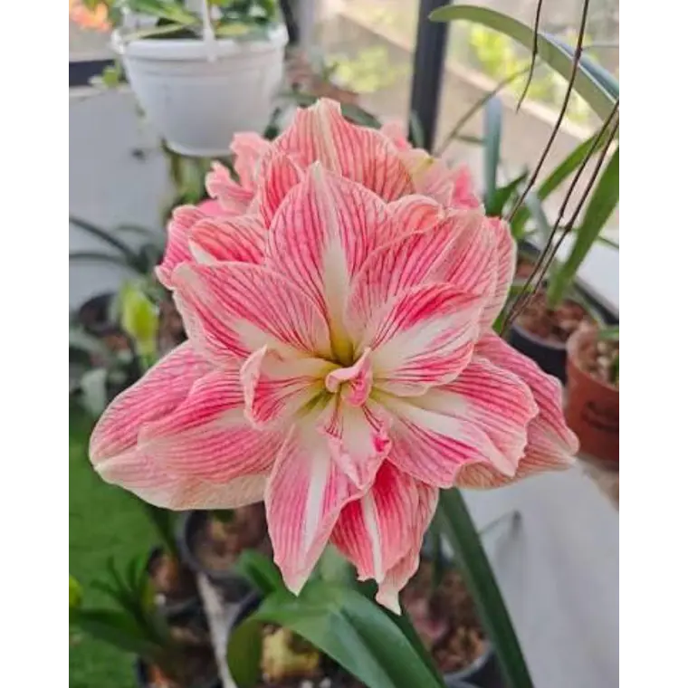 Bulbo Amaryllis Pretty Nymph 26/28 1