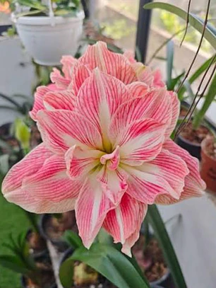 Bulbo Amaryllis Pretty Nymph 26/28