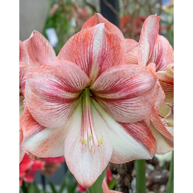 Bulbo Amaryllis Provence 24/26 1