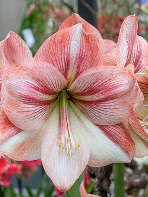 Bulbo Amaryllis Provence 24/26