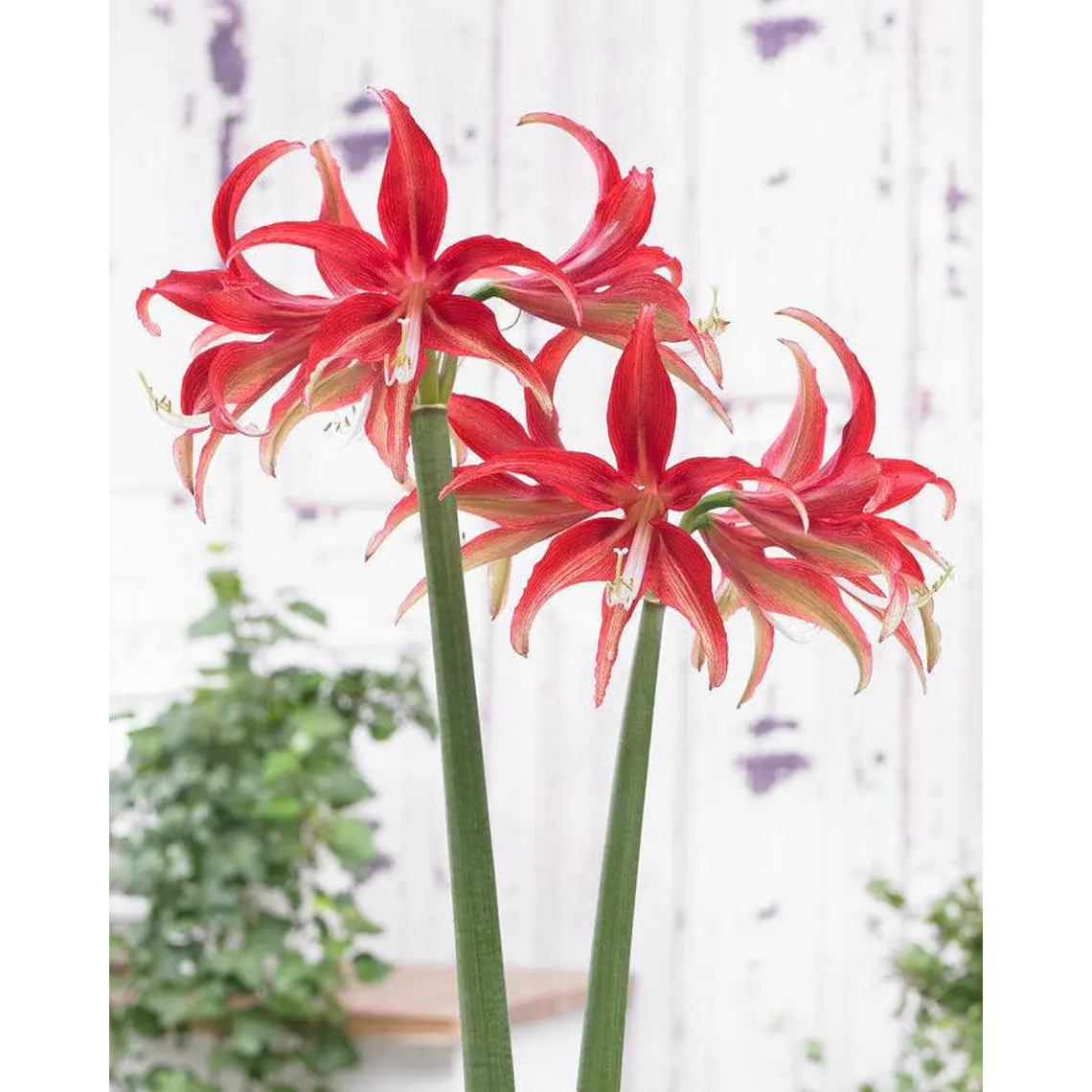 Bulbo Amaryllis Quito 24/26 1