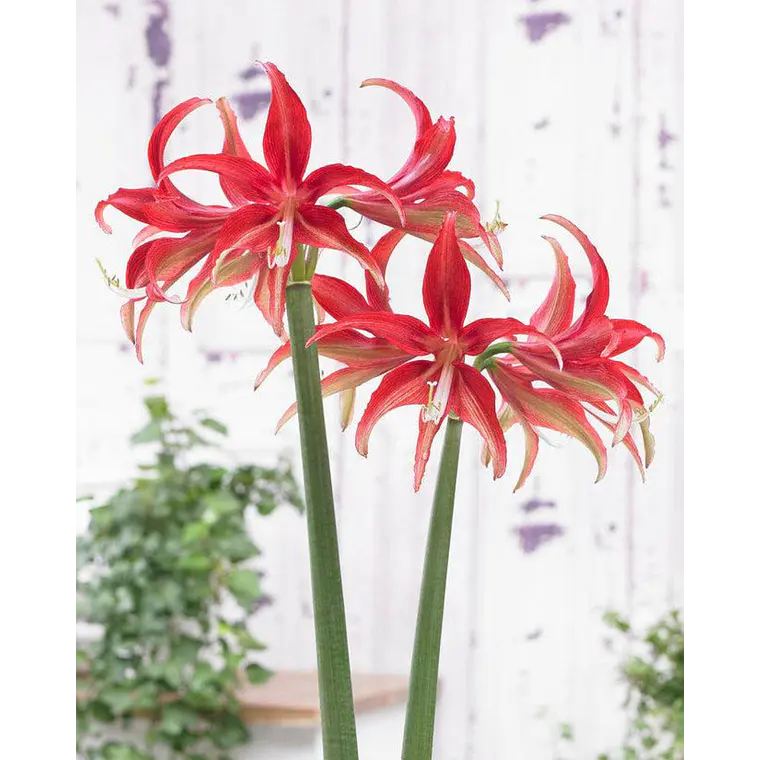 Bulbo Amaryllis Quito 24/26 1
