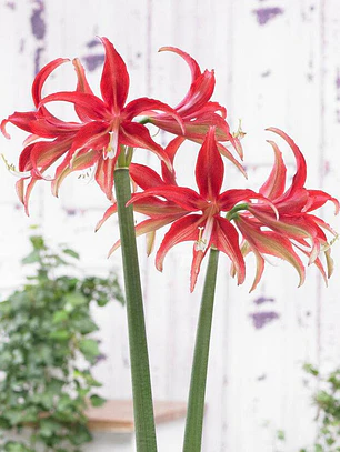 Bulbo Amaryllis Quito 24/26