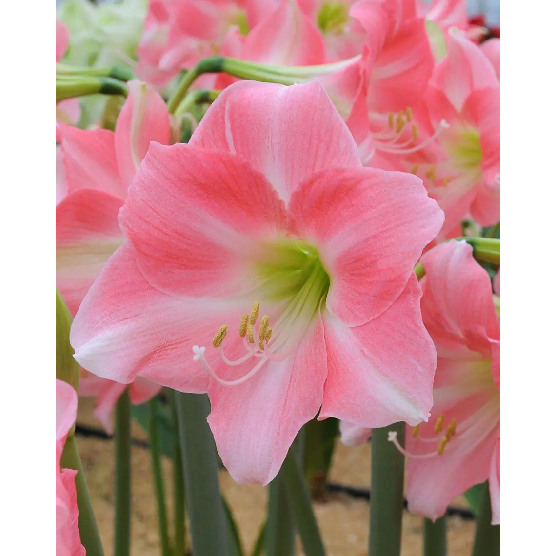 Bulbo Amaryllis Rebecca 24/26 1