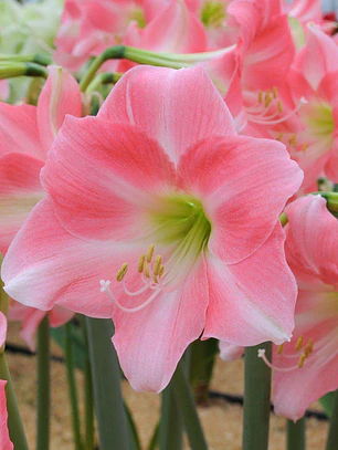 Bulbo Amaryllis Rebecca 24/26