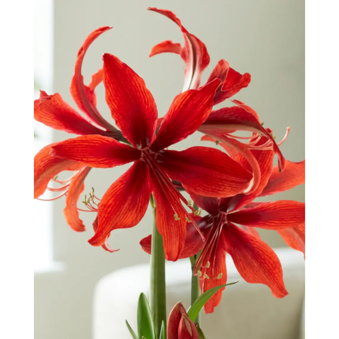 Bulbo Amaryllis Red Amazone 26/28 1