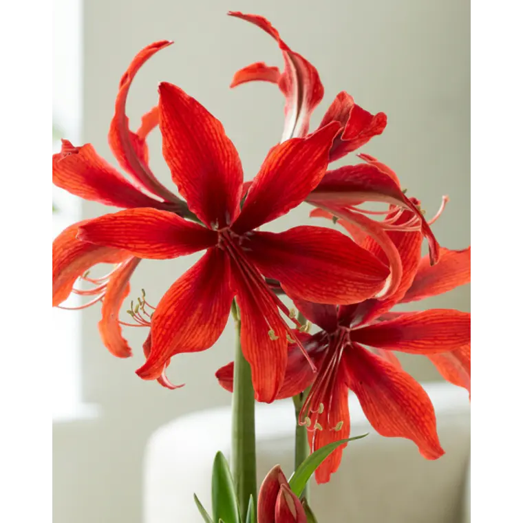 Bulbo Amaryllis Red Amazone 26/28 1