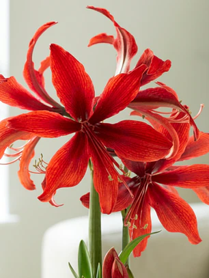 Bulbo Amaryllis Red Amazone 26/28