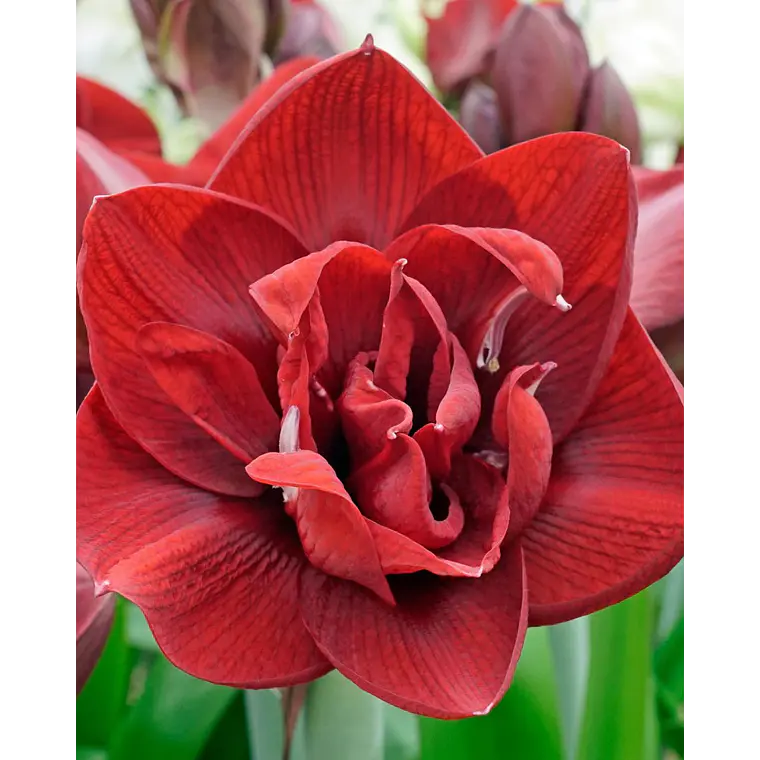Bulbo Amaryllis Red Symphony 26/28 1