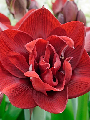 Bulbo Amaryllis Red Symphony 26/28