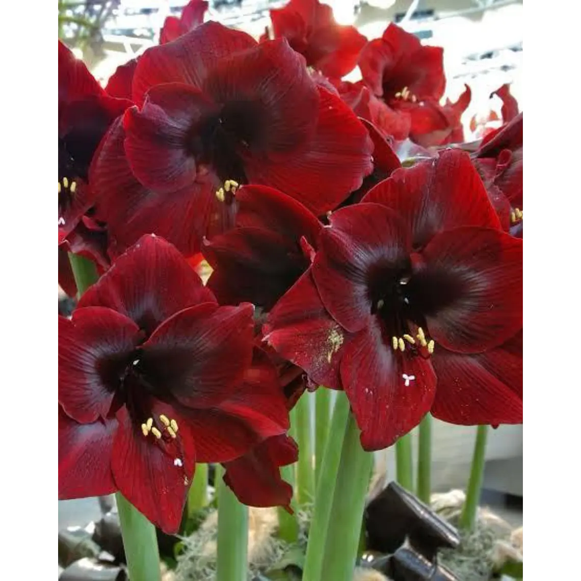 Bulbo amaryllis Royal Velvet 24/26 1