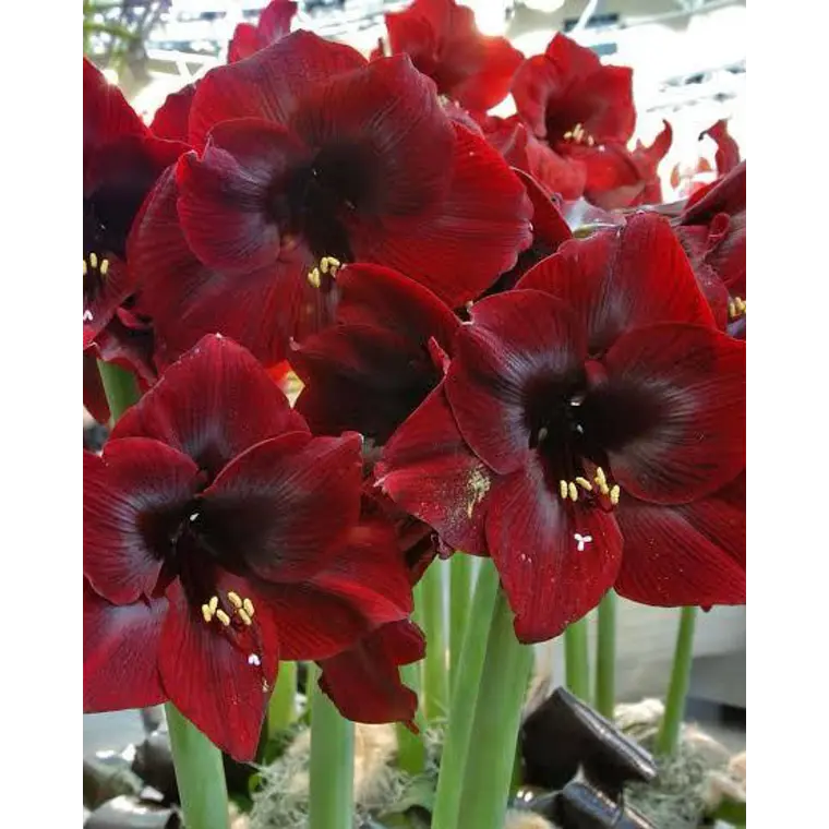 Bulbo amaryllis Royal Velvet 24/26 1