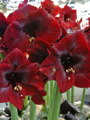 Bulbo amaryllis Royal Velvet 24/26