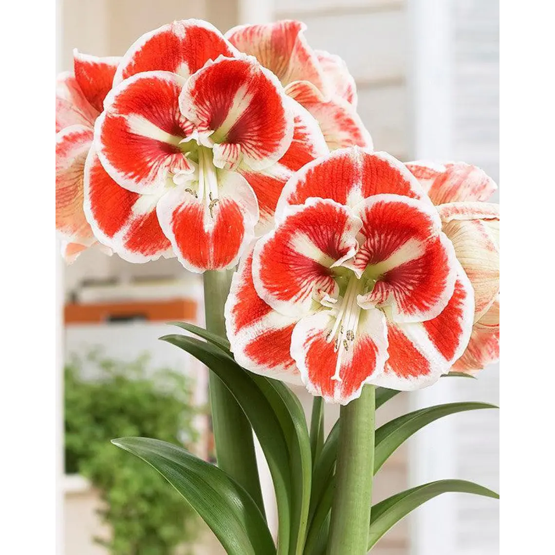 Bulbo Amaryllis Samba 26/28 1