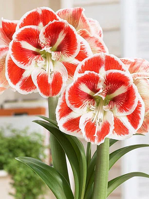 Bulbo Amaryllis Samba 26/28