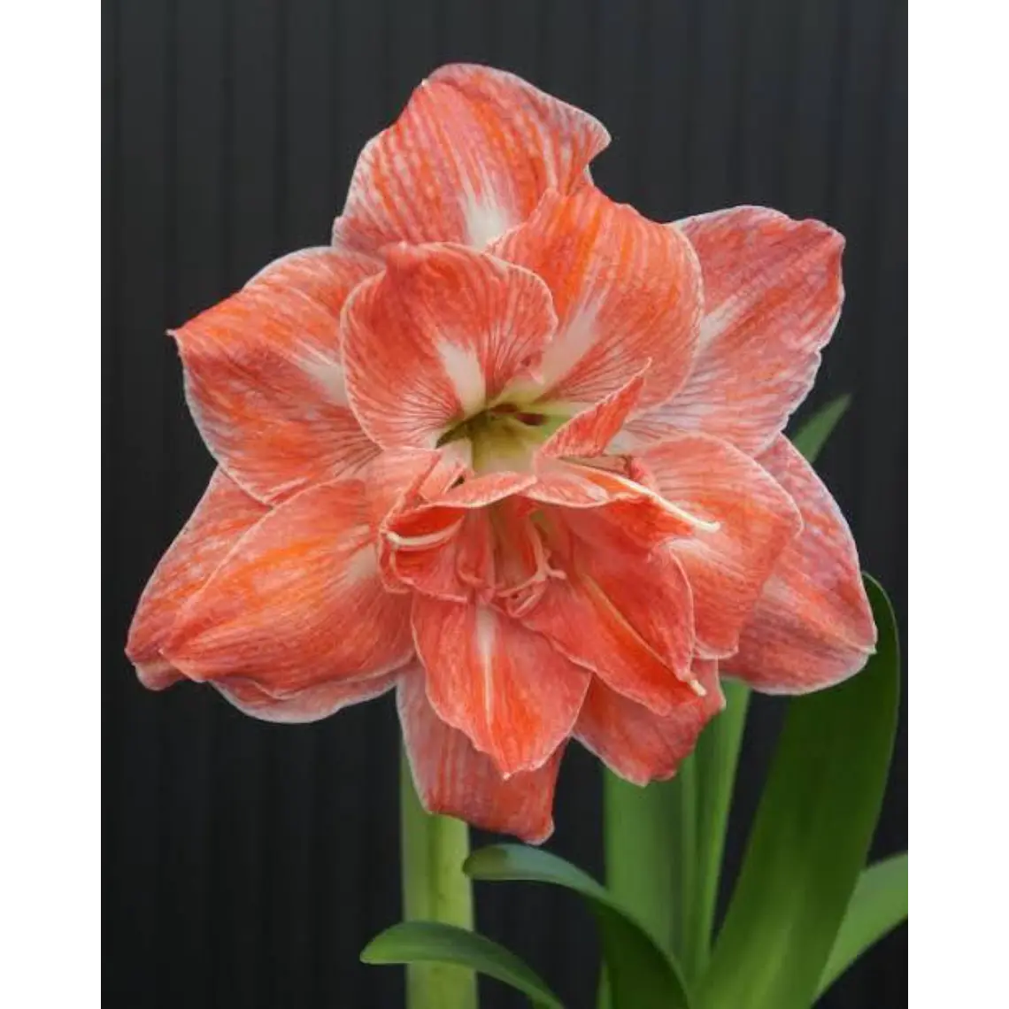 Bulbo Amaryllis Sunny Nymph 26/28 1