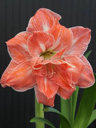 Bulbo Amaryllis Sunny Nymph 26/28