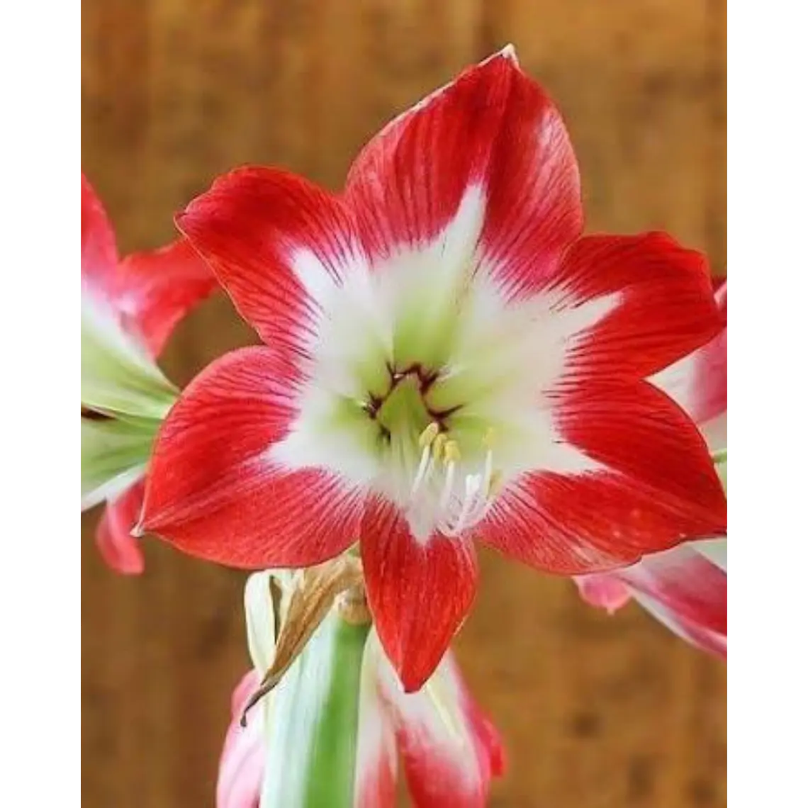 Bulbo Amaryllis Tres Chic 26/28 1