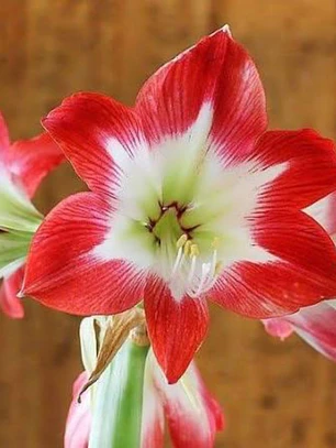 Bulbo Amaryllis Tres Chic 26/28