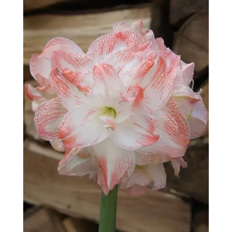 Bulbo Amaryllis United Glory 26/28 1
