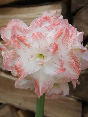 Bulbo Amaryllis United Glory 26/28