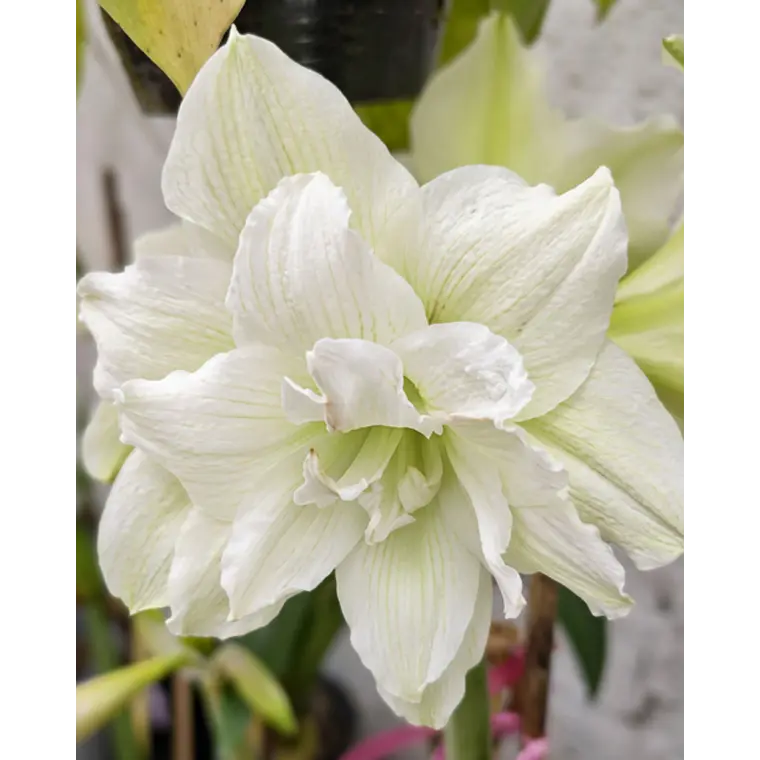 Bulbo Amaryllis White Glory 26/28 1