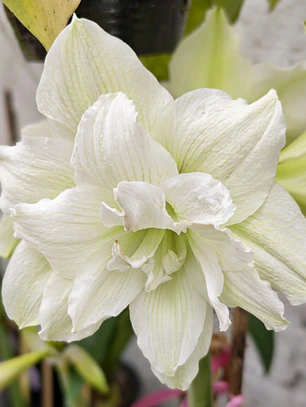 Bulbo Amaryllis White Glory 26/28