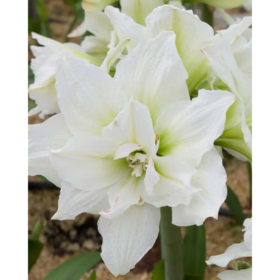 Bulbo Amaryllis White Nymph 24/26 1