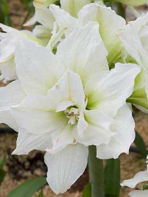 Bulbo Amaryllis White Nymph 24/26