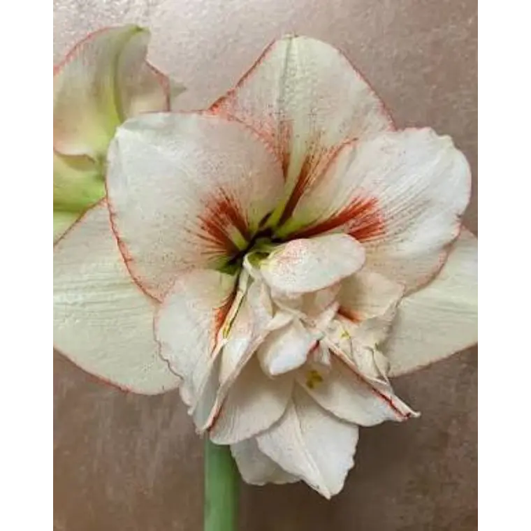 Bulbo Amaryllis Irinia 26/28 1