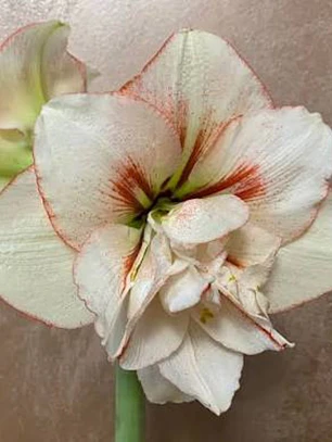 Bulbo Amaryllis Irinia 26/28