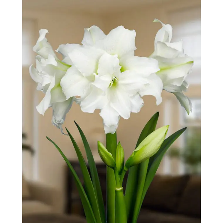 Bulbo Amaryllis Ice Queen 26/28 1