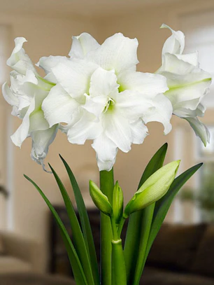 Bulbo Amaryllis Ice Queen 26/28
