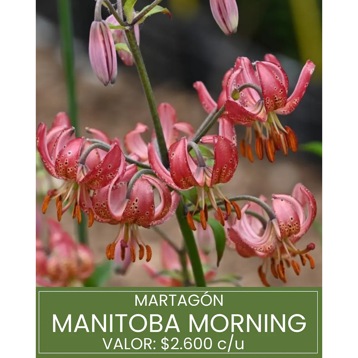 Bulbo Lilium Martagon Manitoba Morning 14/16 (LOTE DESPACHO DESDE FINES DE OCTUBRE 2026) 1