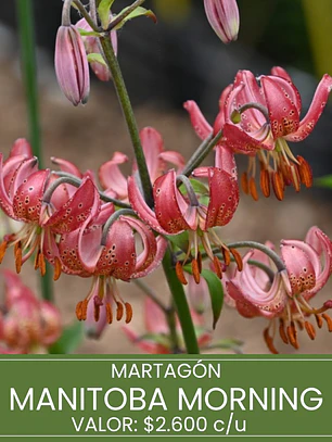 Bulbo Lilium Martagon Manitoba Morning 14/16 (LOTE DESPACHO DESDE FINES DE OCTUBRE 2026)