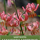 Bulbo Lilium Martagon Manitoba Morning 14/16 (LOTE DESPACHO DESDE FINES DE OCTUBRE 2026) - Miniatura 1