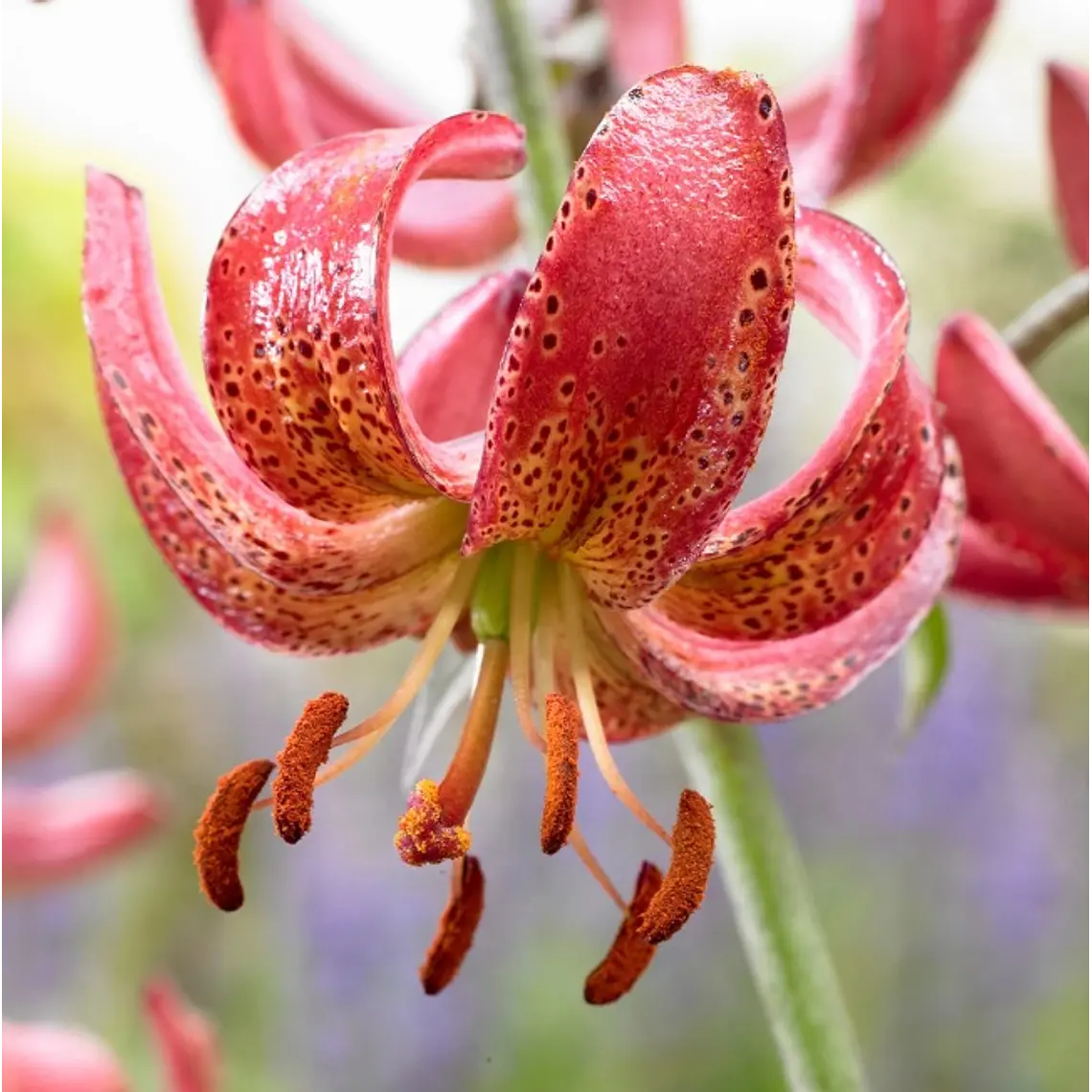 Bulbo Lilium Martagon Manitoba Morning 14/16 (LOTE DESPACHO DESDE FINES DE OCTUBRE 2026) 2