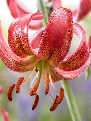 Bulbo Lilium Martagon Manitoba Morning 14/16 (LOTE DESPACHO DESDE FINES DE OCTUBRE 2026)
