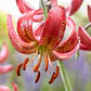 Bulbo Lilium Martagon Manitoba Morning 14/16 (LOTE DESPACHO DESDE FINES DE OCTUBRE 2026) - Miniatura 2