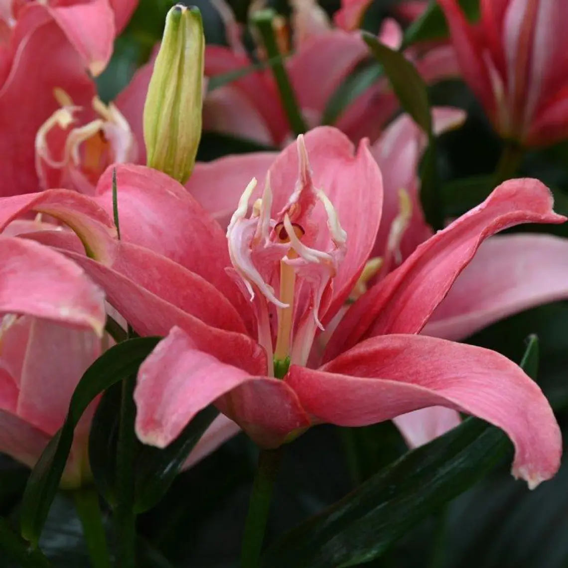 Bulbo Lilium Asiático Doble Double Lady 14/16 (LOTE DESPACHO DESDE FINES DE OCTUBRE 2026) 2