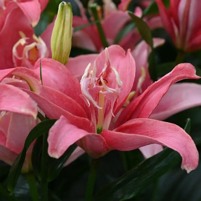 Bulbo Lilium Asiático Doble Double Lady 14/16 (LOTE DESPACHO DESDE FINES DE OCTUBRE 2026) 2