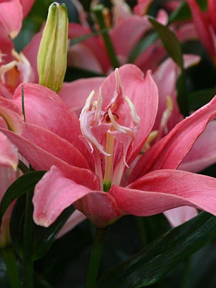 Bulbo Lilium Asiático Doble Double Lady 14/16 (LOTE DESPACHO DESDE FINES DE OCTUBRE 2026)