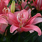 Bulbo Lilium Asiático Doble Double Lady 14/16 (LOTE DESPACHO DESDE FINES DE OCTUBRE 2026) - Miniatura 2