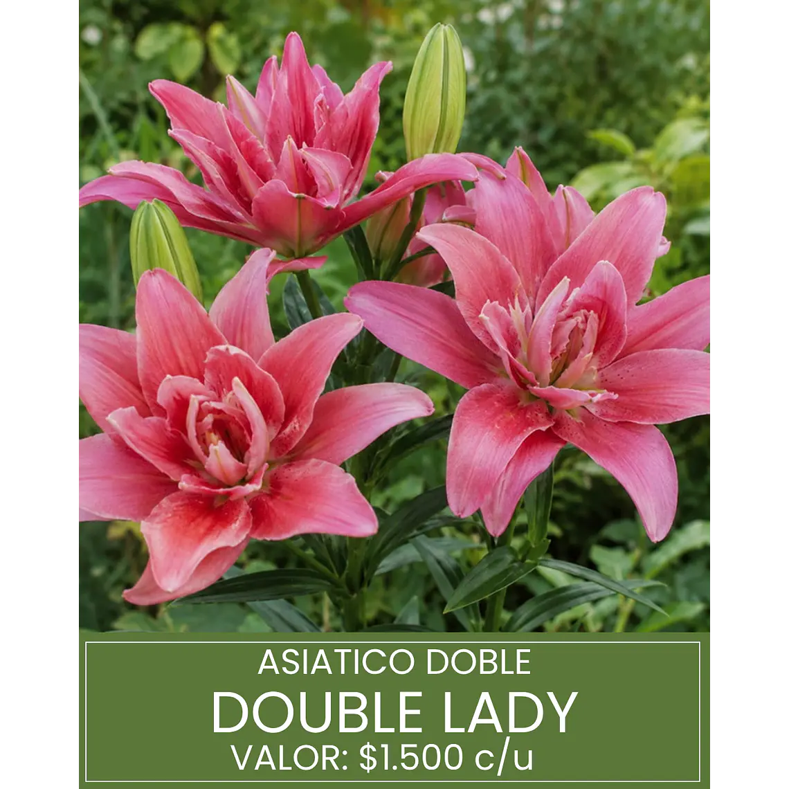 Bulbo Lilium Asiático Doble Double Lady 14/16 (LOTE DESPACHO DESDE FINES DE OCTUBRE 2026) 1