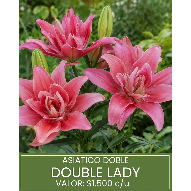 Bulbo Lilium Asiático Doble Double Lady 14/16 (LOTE DESPACHO DESDE FINES DE OCTUBRE 2026) 1